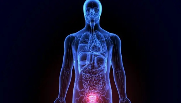 Próstata, suas funções e cuidados para uma vida saudável