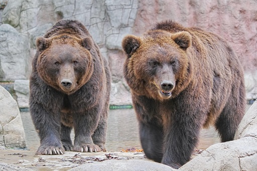 Ataques de ursos deixam pelo menos seis mortos na Rússia