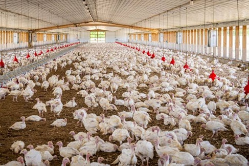 Agricultura identifica novo foco de Newcastle em SC