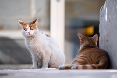 Quadrilha que roubava e vendia carne de gatos para consumo é presa no Vietnã