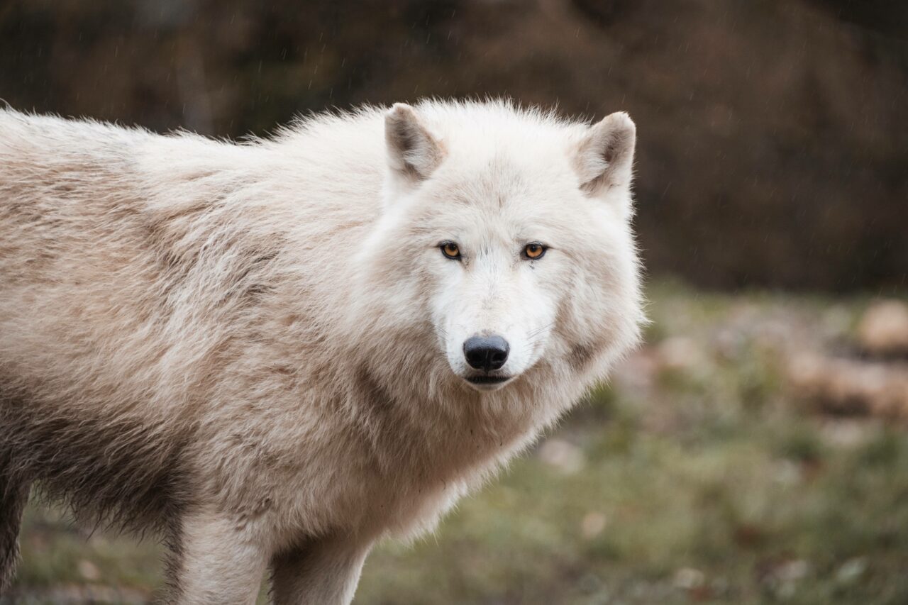 Menina é atacada por lobo dentro do zoológico na Alemanha